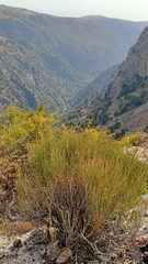 Ephedra equisetina