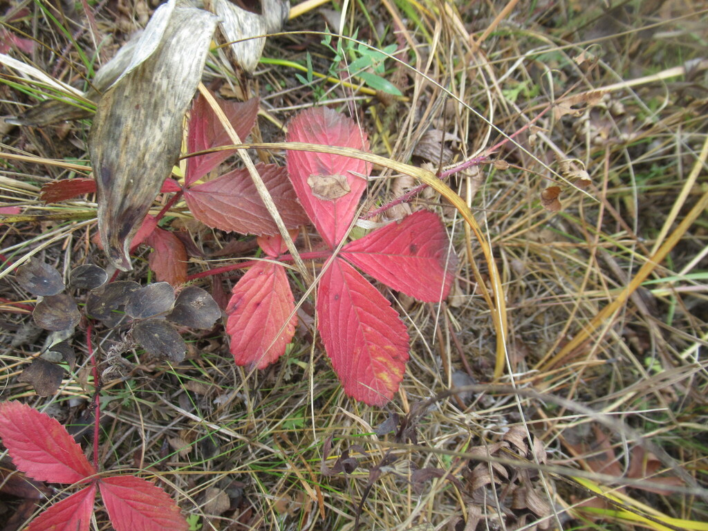 Potentilla fragarioides; photograph author not stated, no rights reserved