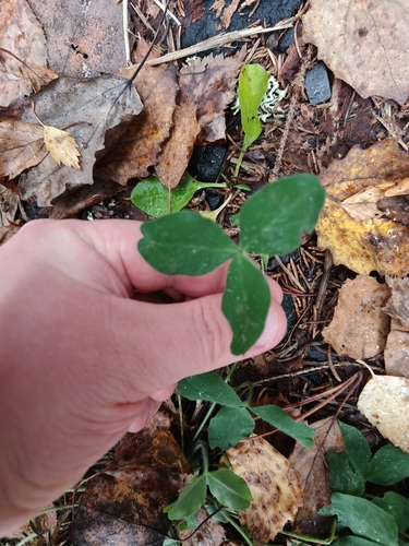 Red Clover