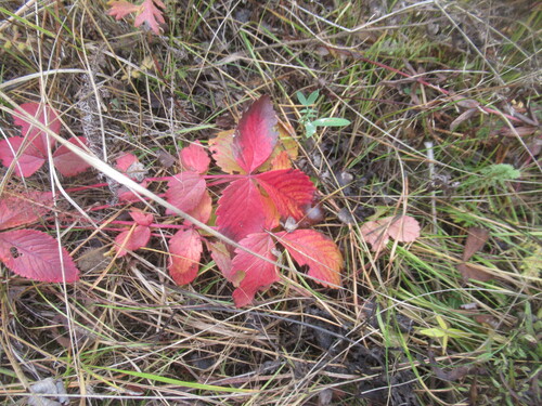 Potentilla fragarioides, photograph 1