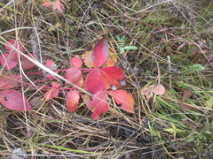 author not stated, no rights reserved Potentilla fragarioides, photograph author not stated, no rights reserved