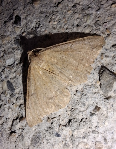 Selidosema plumaria