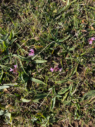 Mother of Thyme