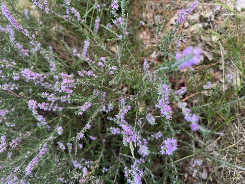 common heather