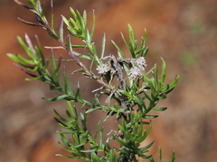 Chrysocephalum semipapposum
