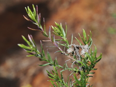 Chrysocephalum semipapposum, photograph (c) Thomas Mesaglio, some rights reserved (CC BY)