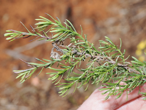 Chrysocephalum semipapposum, photograph 2