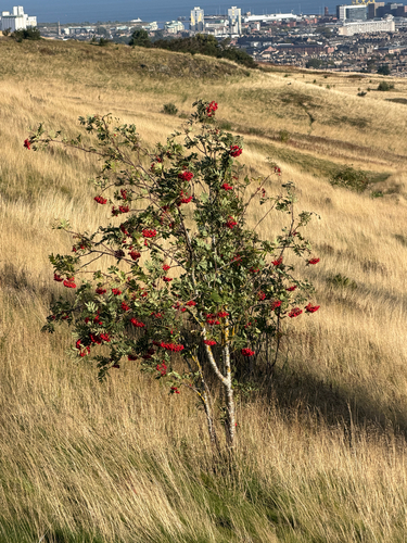 European mountain ash