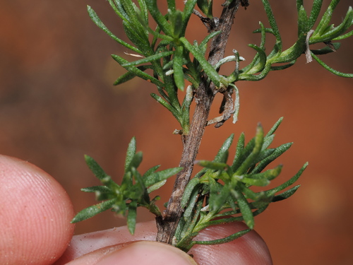 Chrysocephalum semipapposum, photograph 4