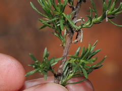 Chrysocephalum semipapposum, photograph (c) Thomas Mesaglio, some rights reserved (CC BY)