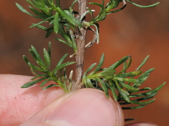 Chrysocephalum semipapposum, photograph (c) Thomas Mesaglio, some rights reserved (CC BY)