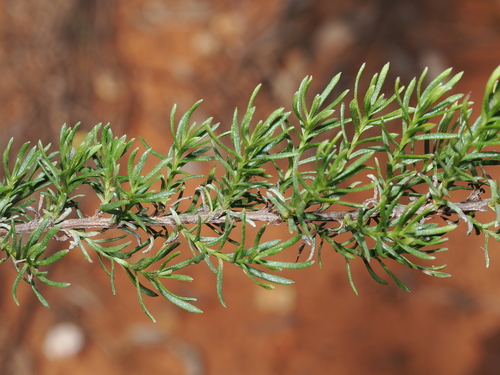 Chrysocephalum semipapposum, photograph 5