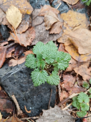 great stinging nettle