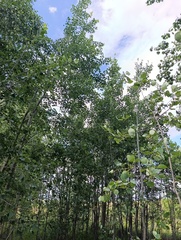 Populus tremula