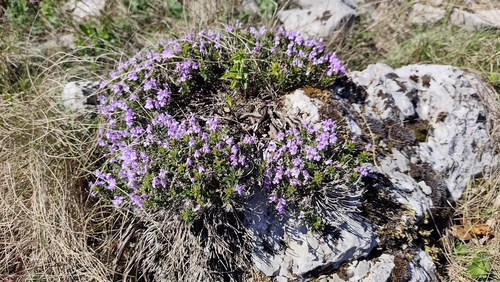 Satureja subspicata