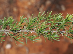 Chrysocephalum semipapposum, photograph (c) Thomas Mesaglio, some rights reserved (CC BY)