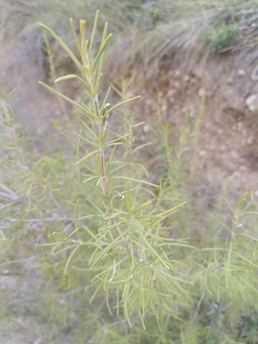 Rosemary