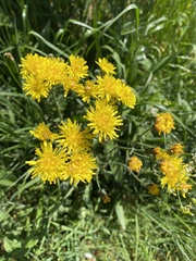 Crepis biennis
