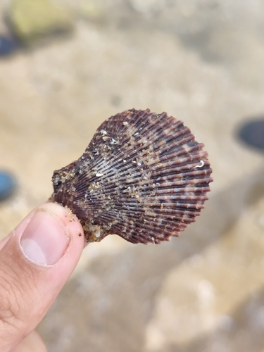 Variegated Scallop