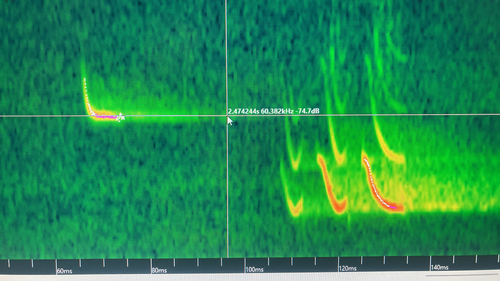 Soprano Pipistrelle