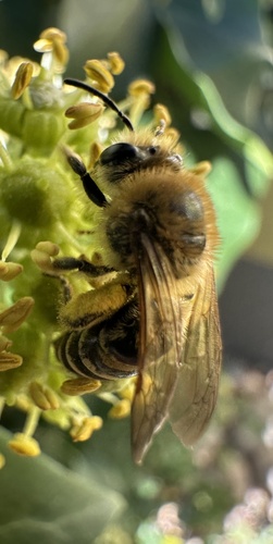 Ivy Cellophane Bee