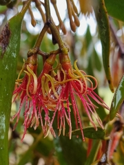 Amyema pendula