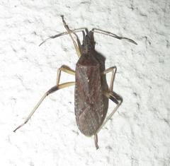 Dicranocephalus caffer