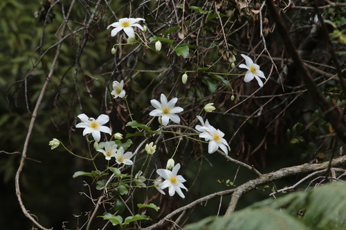 Puawhānanga
