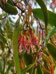 Amyema pendula, photograph (c) Jane Canaway, some rights reserved (CC BY)