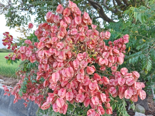 Flamegold Rain Tree