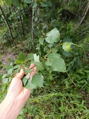 Populus tremula, photograph (c) Мирослав Соболев, some rights reserved (CC BY)