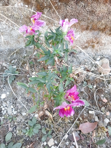 Snapdragon