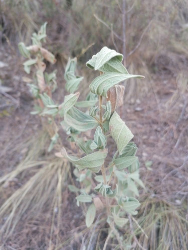 Grey-leaved Cistus