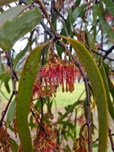 Amyema pendula, photograph 3
