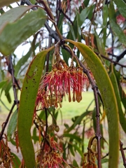 Amyema pendula, photograph (c) Jane Canaway, some rights reserved (CC BY)