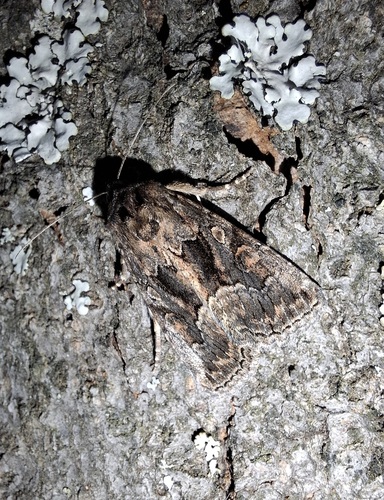 Straw Underwing