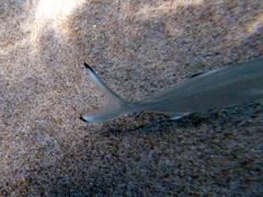 Trachinotus ovatus