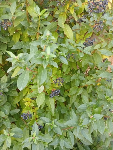 Laurustinus viburnum
