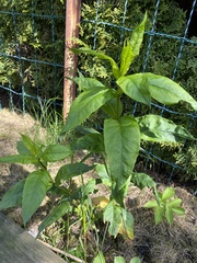 Lysimachia vulgaris
