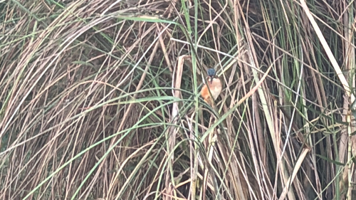 Malachite Kingfisher