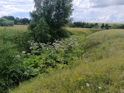 Heracleum sosnowskyi, photograph 1