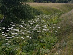 Heracleum sosnowskyi