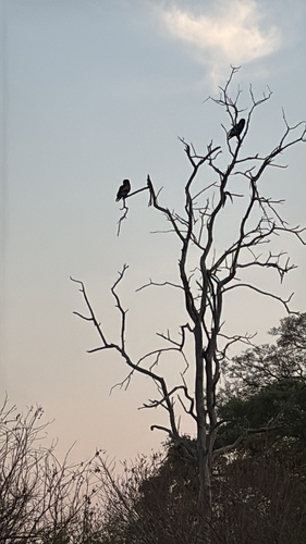 Bateleur