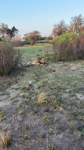 Southern Lion