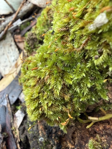 Rhaphidostegium, 2026-09-26