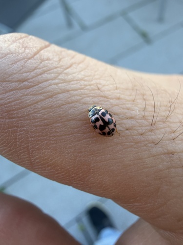 Poplar Ladybird Beetle