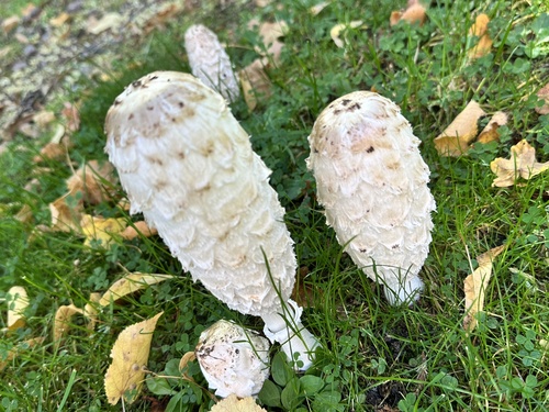 Shaggy Mane