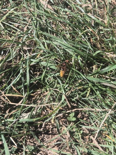 European Hornet