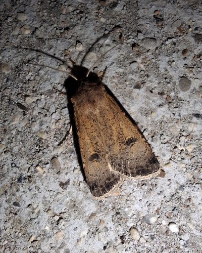 Crescent Dart