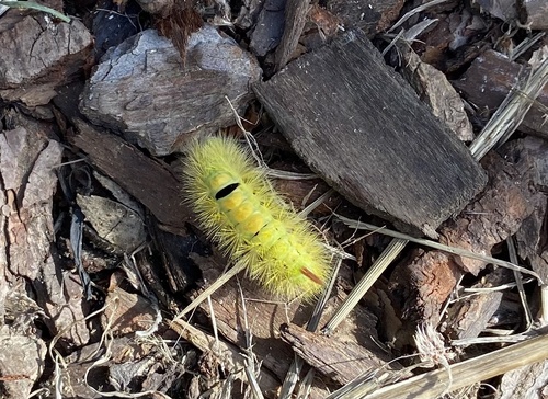 Pale Tussock Moth
